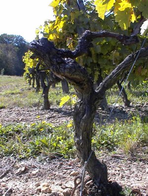 vieux cep de vigne